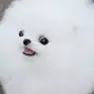 bigconcern
