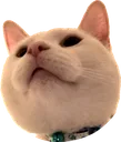 spherecat