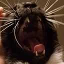 yawnsteve yawnsteve
