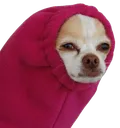 hoodiechihuahua
