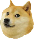 shibsmug