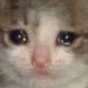 catcreibutter