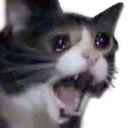 cryingcat
