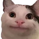 cattosmile