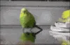 birdboom