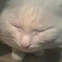 sadcat