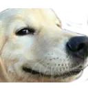 Dogsmug