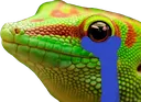 brocko