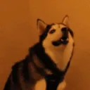wut