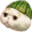 watermeloncat