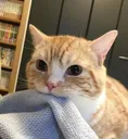 ASkittywut ASkittywut