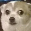 dogowut