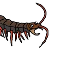 Centipede