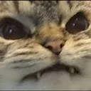 catangry