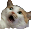 :donk: Discord Emote