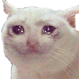 :sadfuckingcat: Discord Emote
