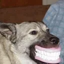 dogwithbigteeth