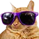 Cool Cat coolcat Discord Emoji