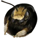 bee0