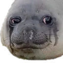 seal