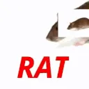 rat