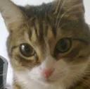 Nova Nova