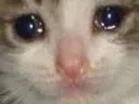 sadcat