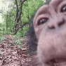 monkylicc