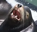 lnaSeaLionGasm
