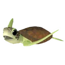 AbzuTurtle