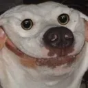 ecoDoggy