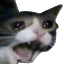 sadcat