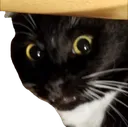 flipsteve