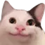 politecat
