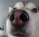 BOOP