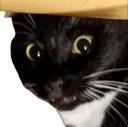 yikesteve