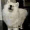 henlo