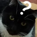 confusesteve
