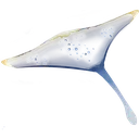 ghostmanta