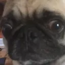 pug
