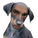 mandog