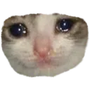 SadCat
