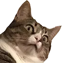 kittenwat