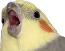 shock