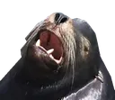 seal