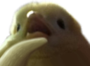 :THINKING_BIRD_MAMMAL: Discord Emote