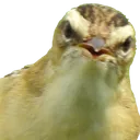 birdconfused