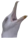 aaaa