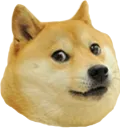 Doge Doge