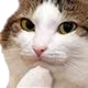 catThink